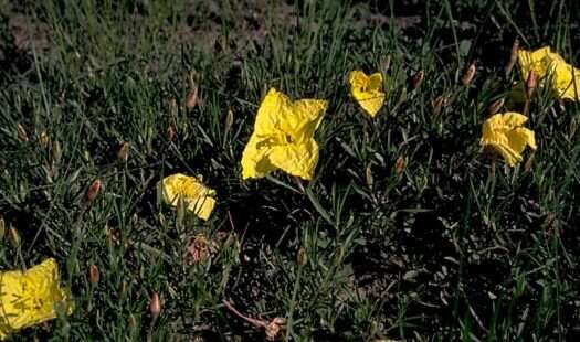 Oenothera hartwegii subsp. hartwegii的圖片