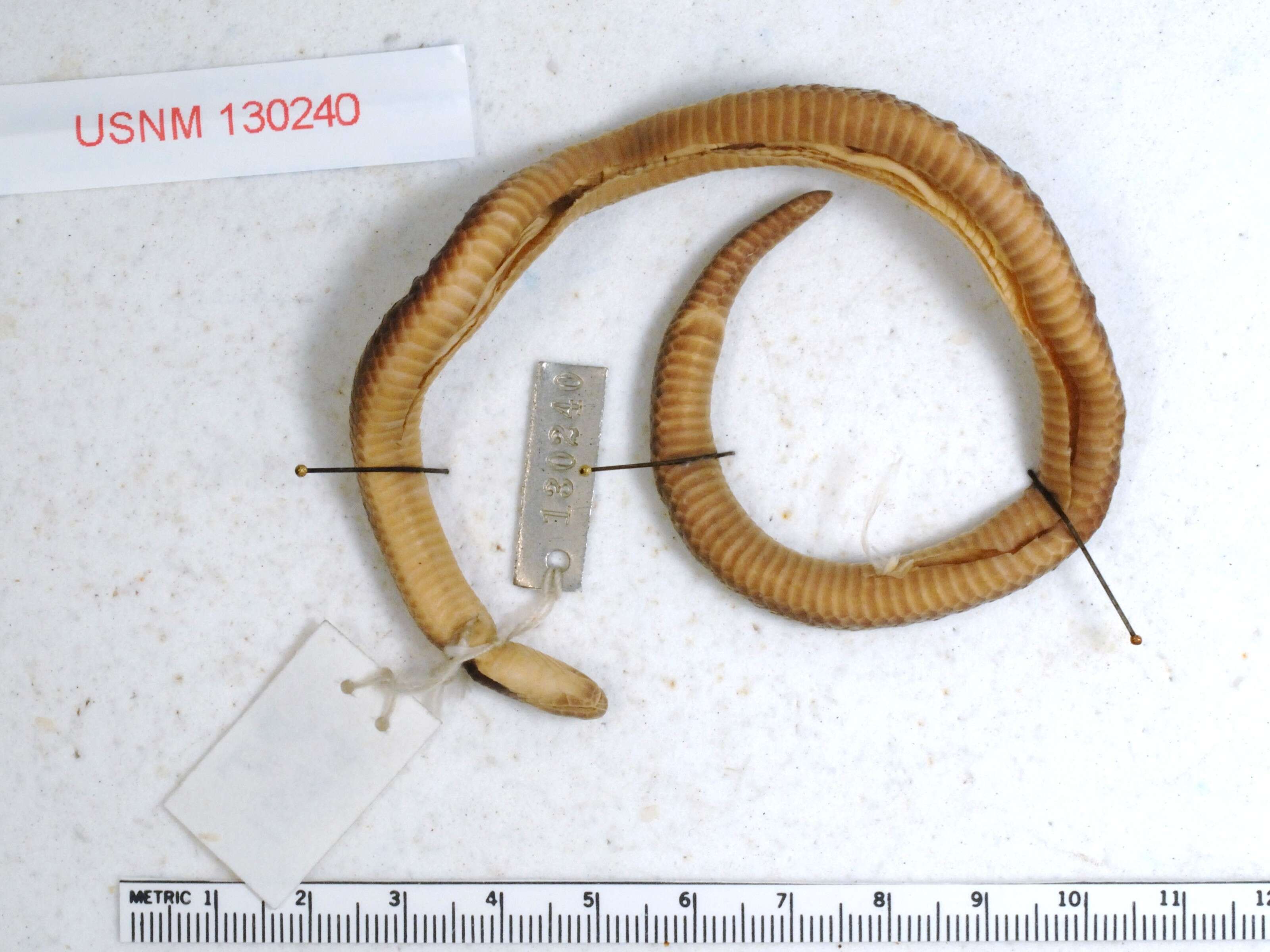 Image of Schmidt's Reed Snake