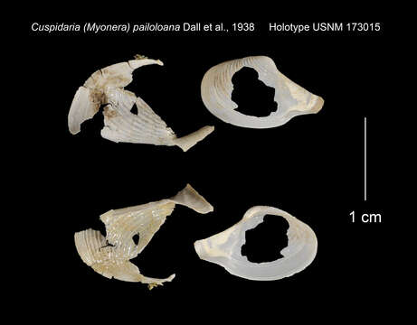 Imagem de Myonera pailoloana (Dall, Bartsch & Rehder 1938)