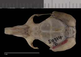 Image of Perognathus flavus mexicanus Merriam 1894