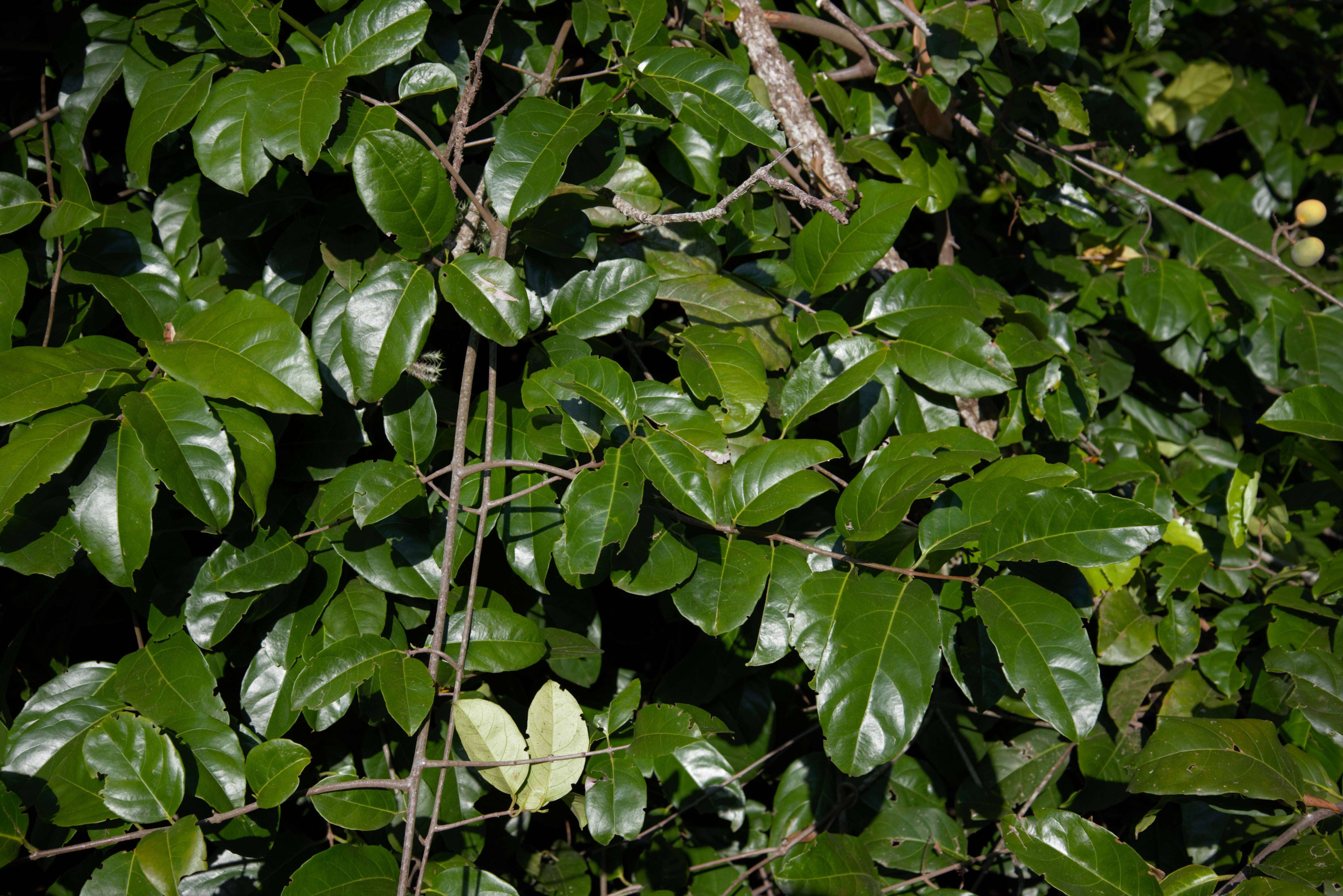 Image of Peritassa laevigata (Hoffmanns. ex Link) A. C. Sm.