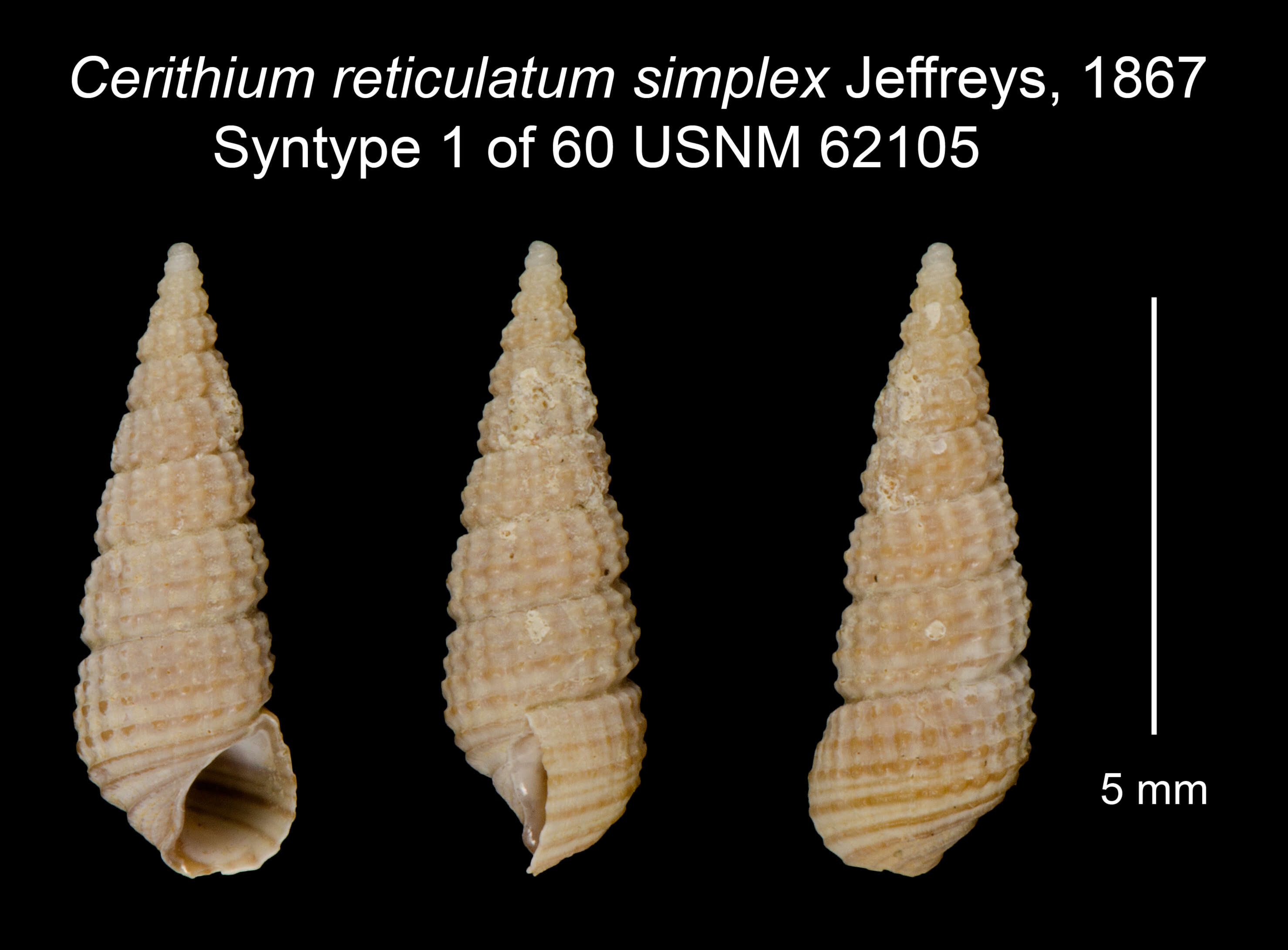 Image of Bittium simplex (Jeffreys 1867)