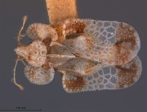 Image of Corythucha elegans Drake 1918