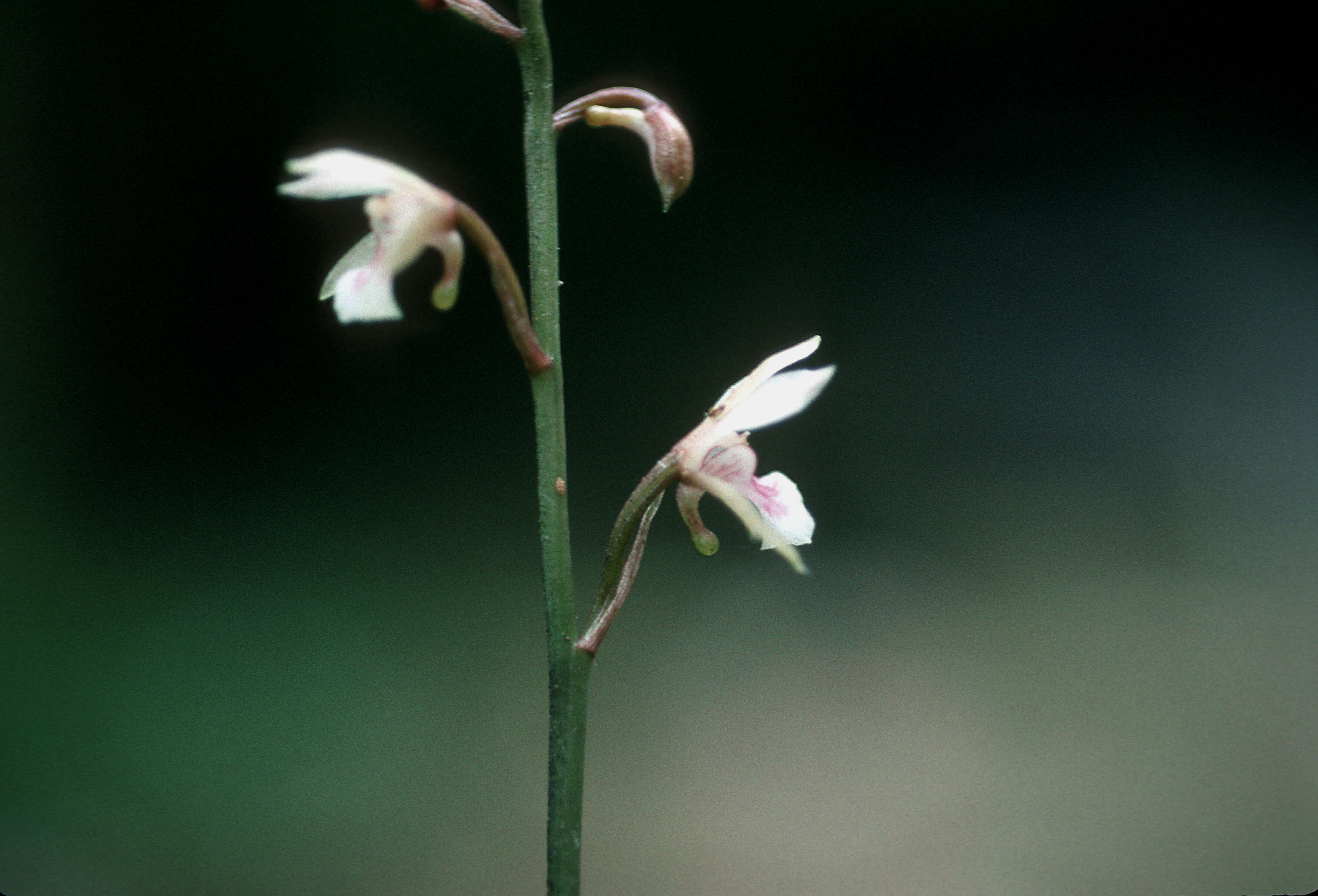 Image of Monk orchid