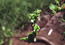 Image of madeira vine