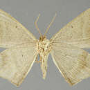 صورة Euclysia maurusaria Schaus 1923