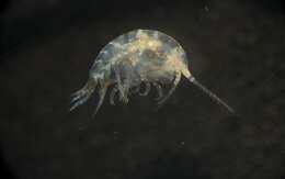 Image of Amphipoda