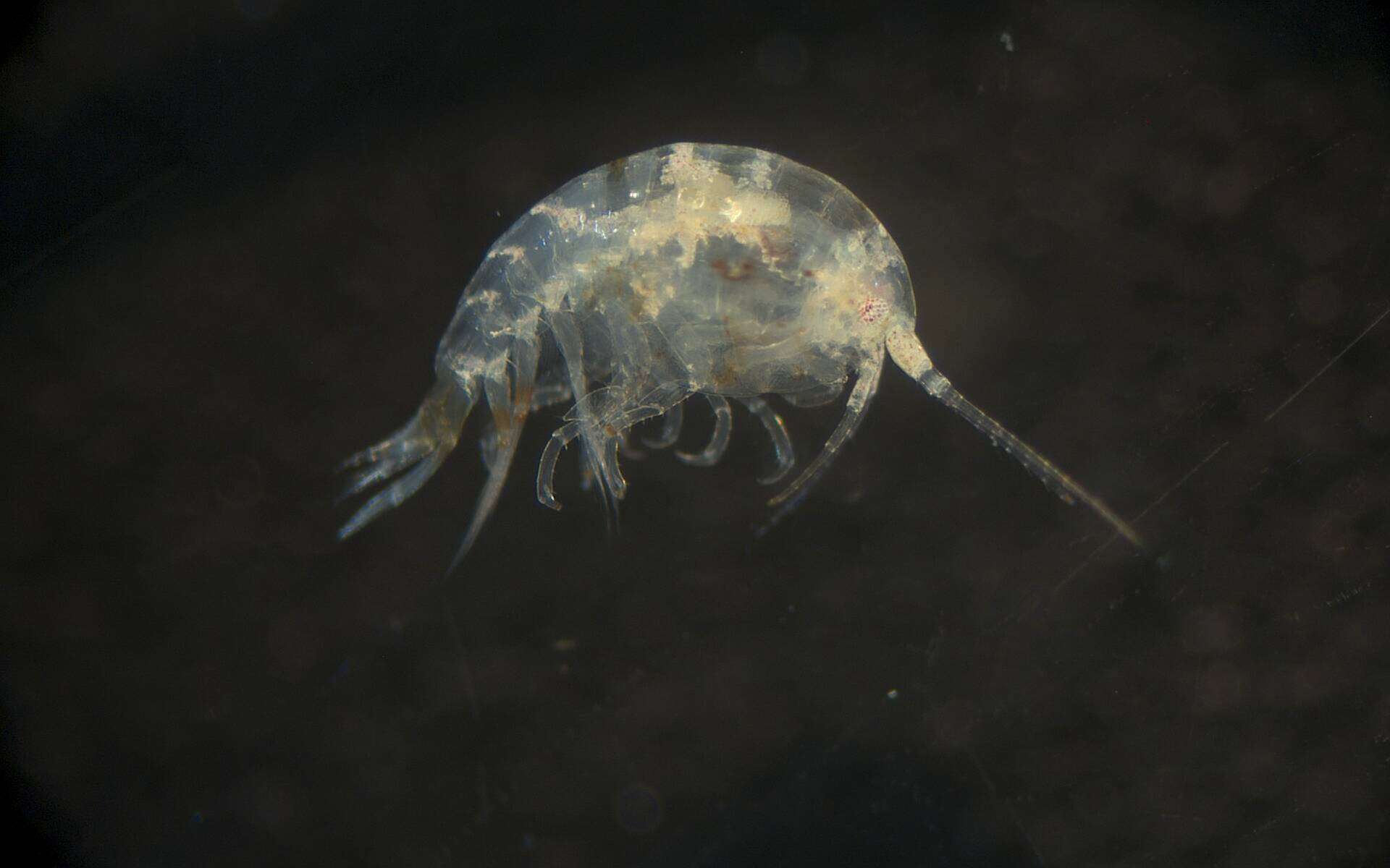 Image of Amphipoda