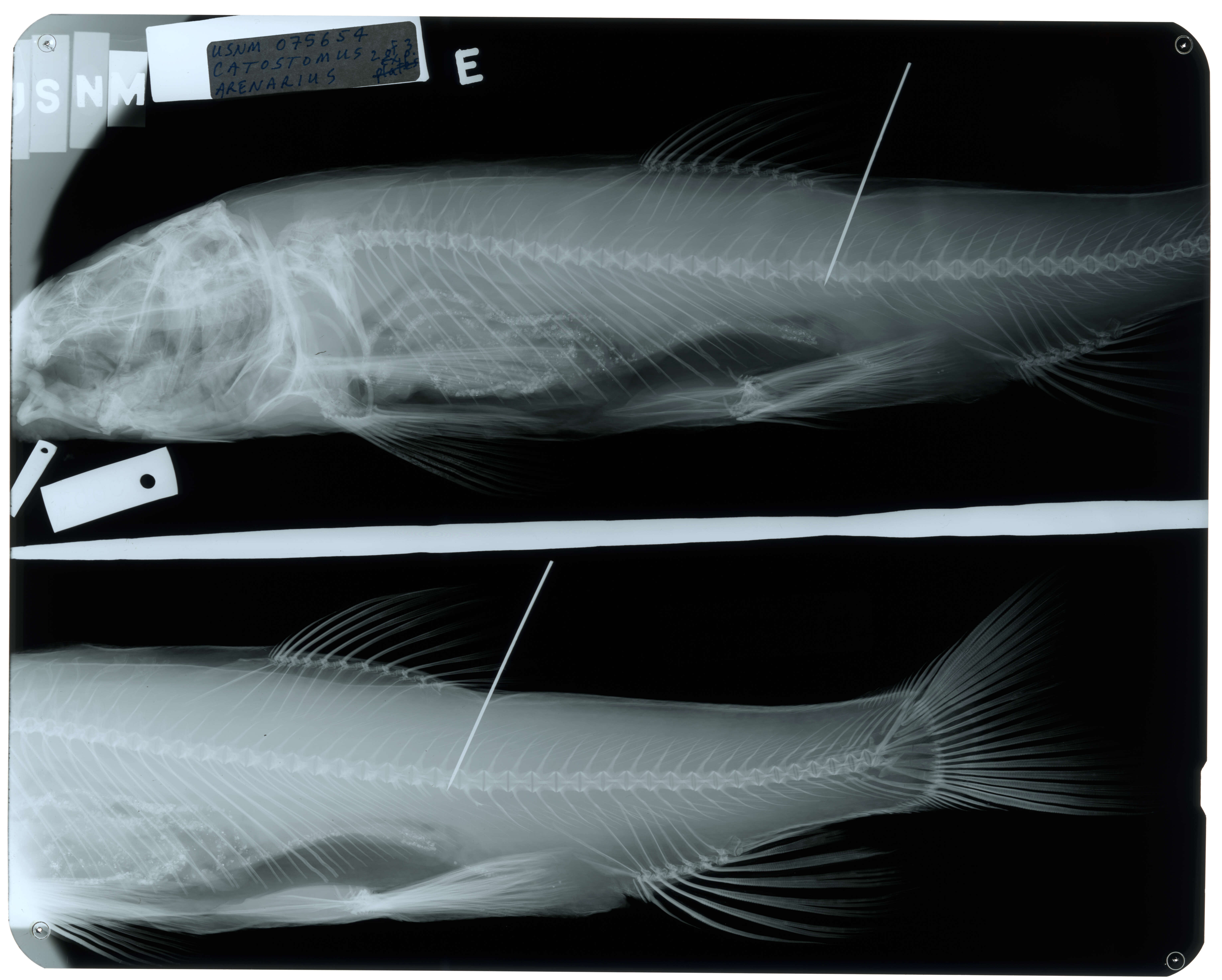 Image of Catostomus arenarius