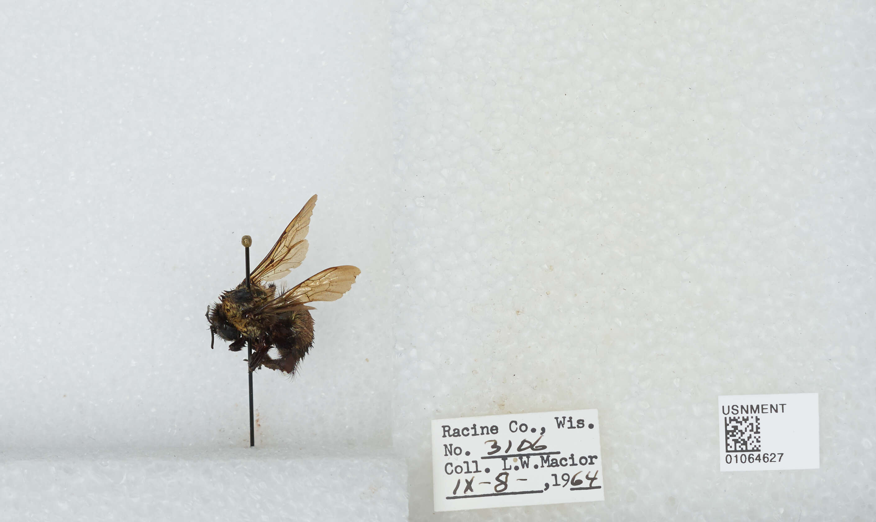 Слика од Bombus affinis Cresson 1864