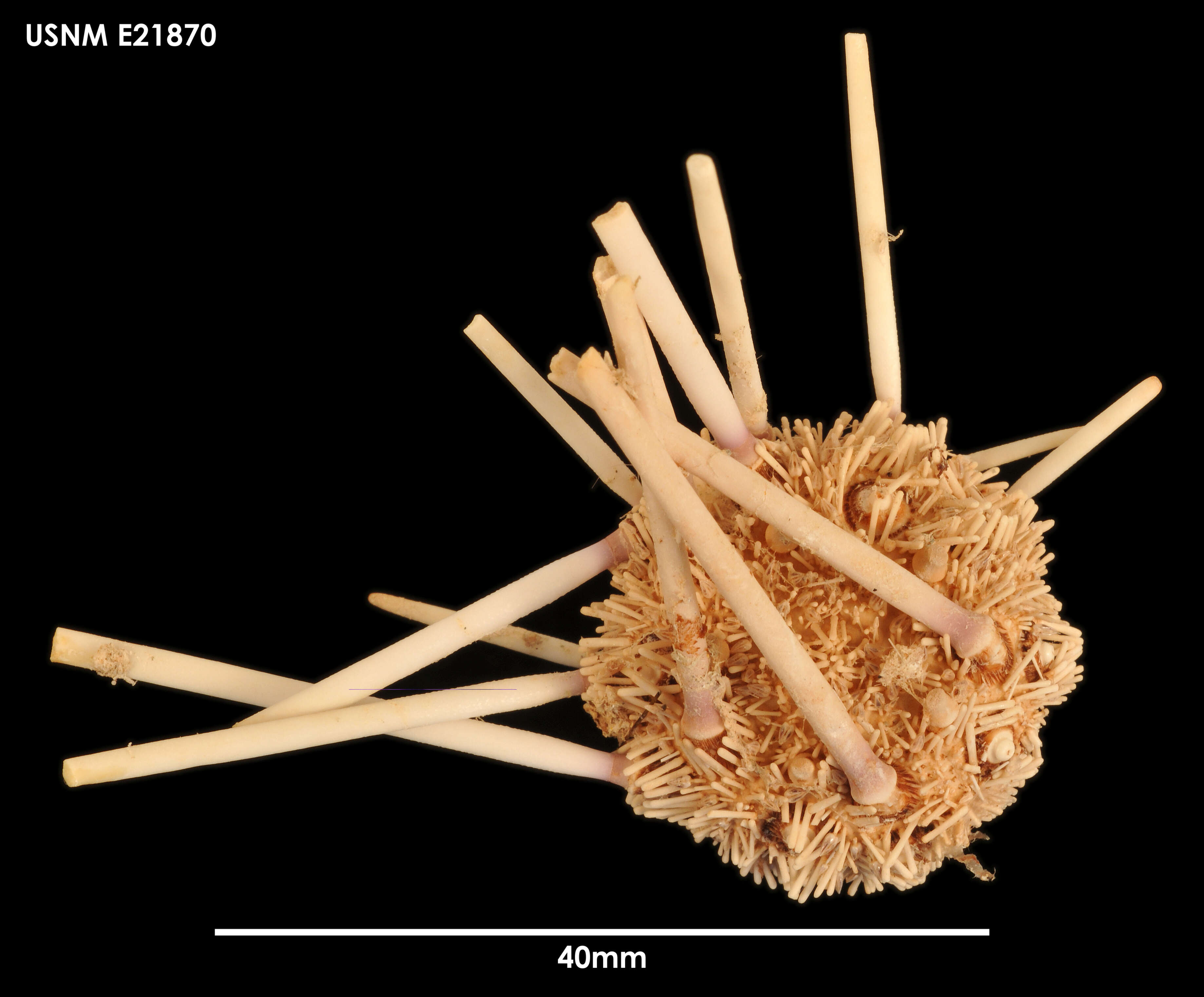 Plancia ëd Notocidaris platyacantha (H. L. Clark 1925)