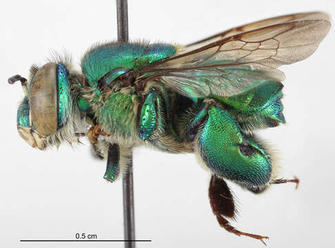 Image of Euglossa modestior Dressler 1982