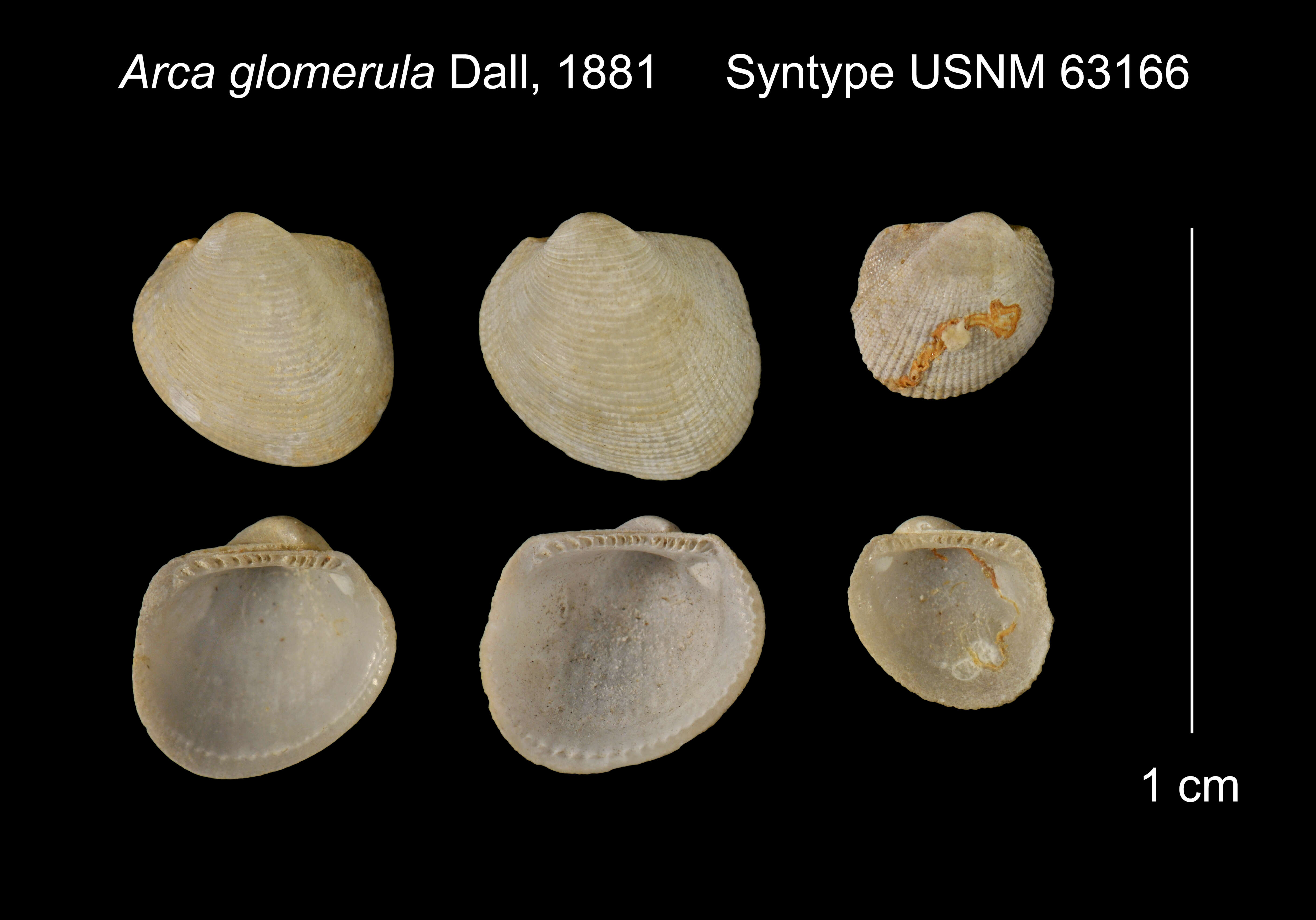 Image of Bathyarca glomerula (Dall 1881)