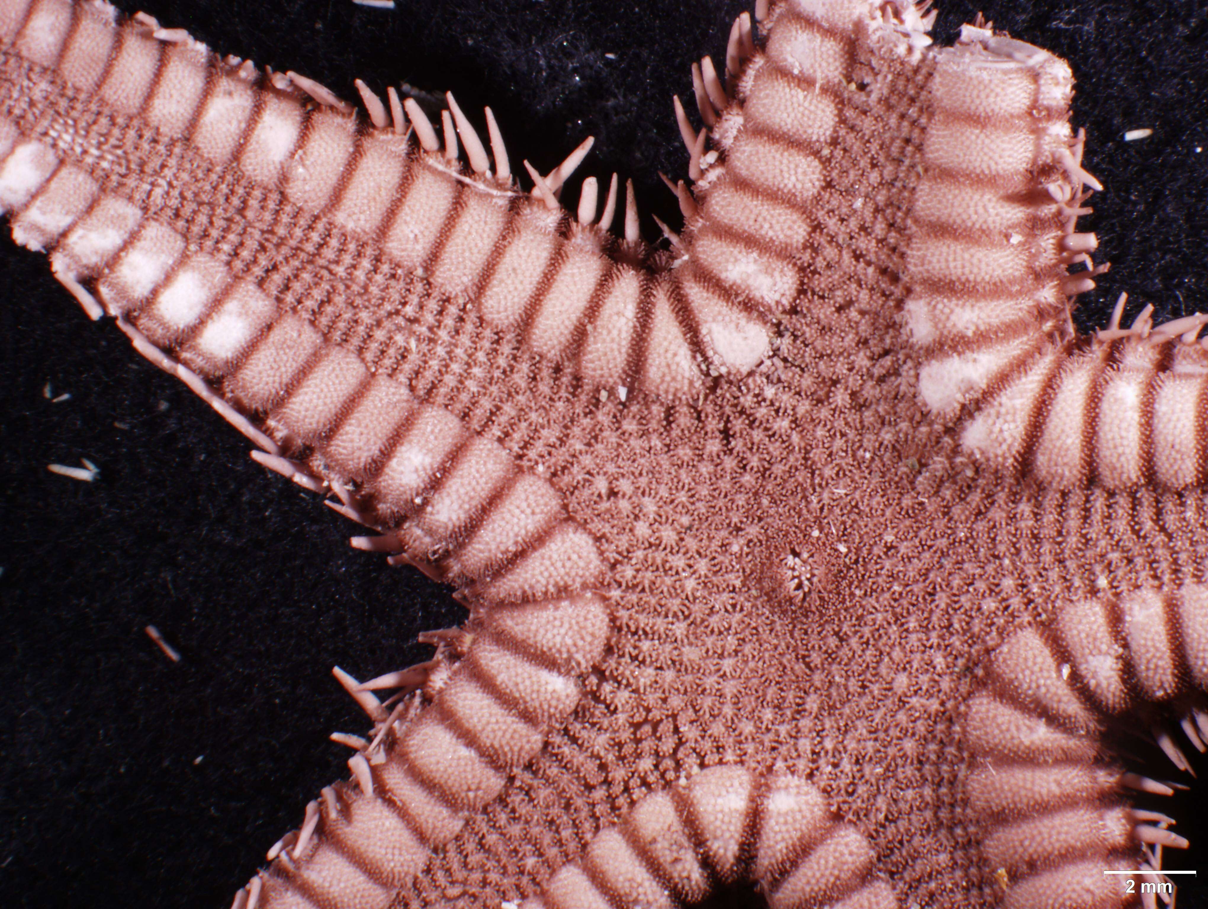 Image of Astropecten cingulatus Sladen 1883