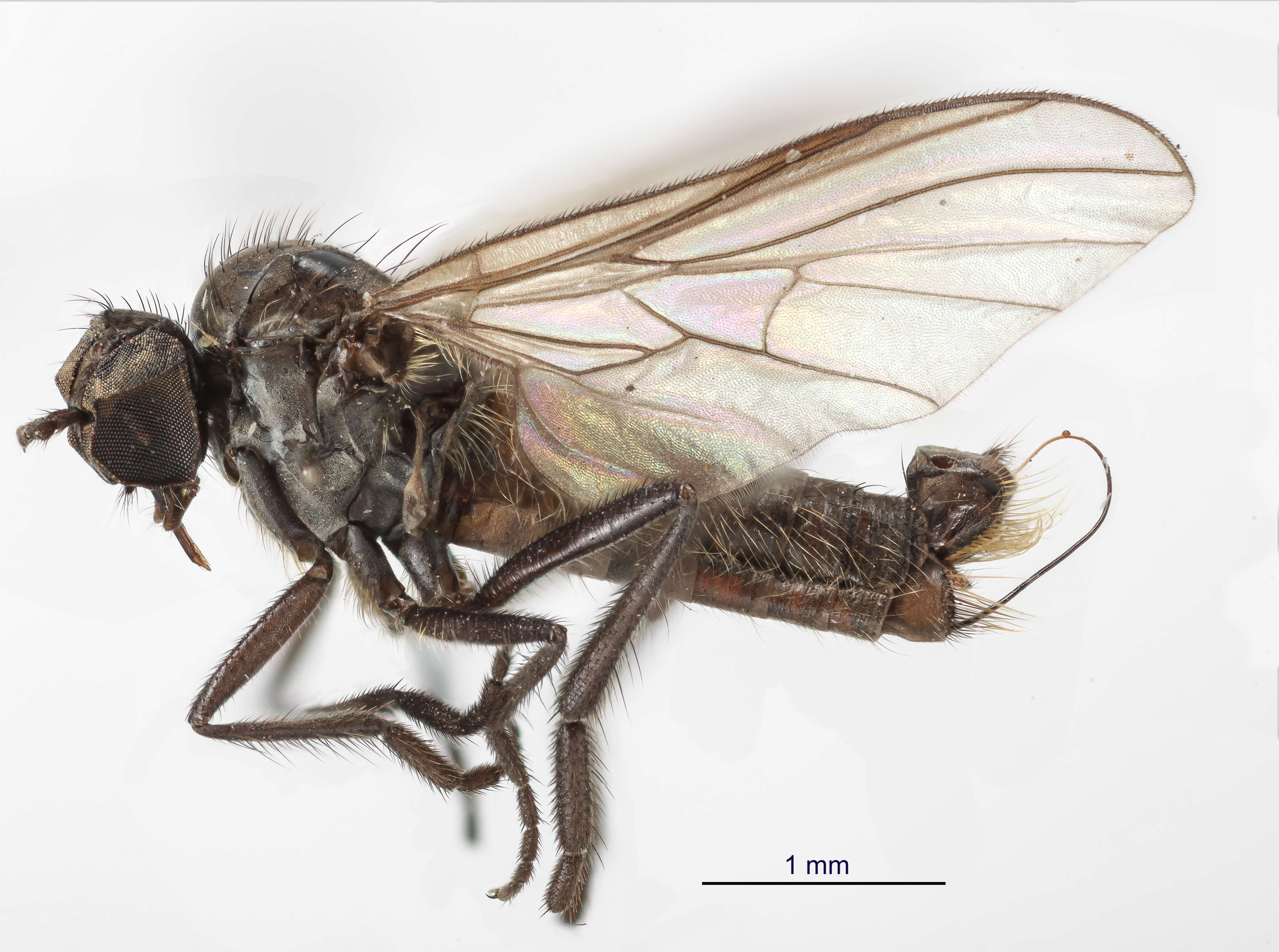 Image of Rhamphomyia prodroma Bartak 2002