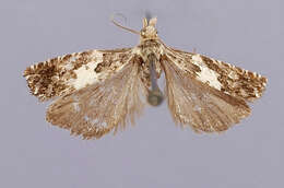 Image of Epinotia digitana Heinrich 1923