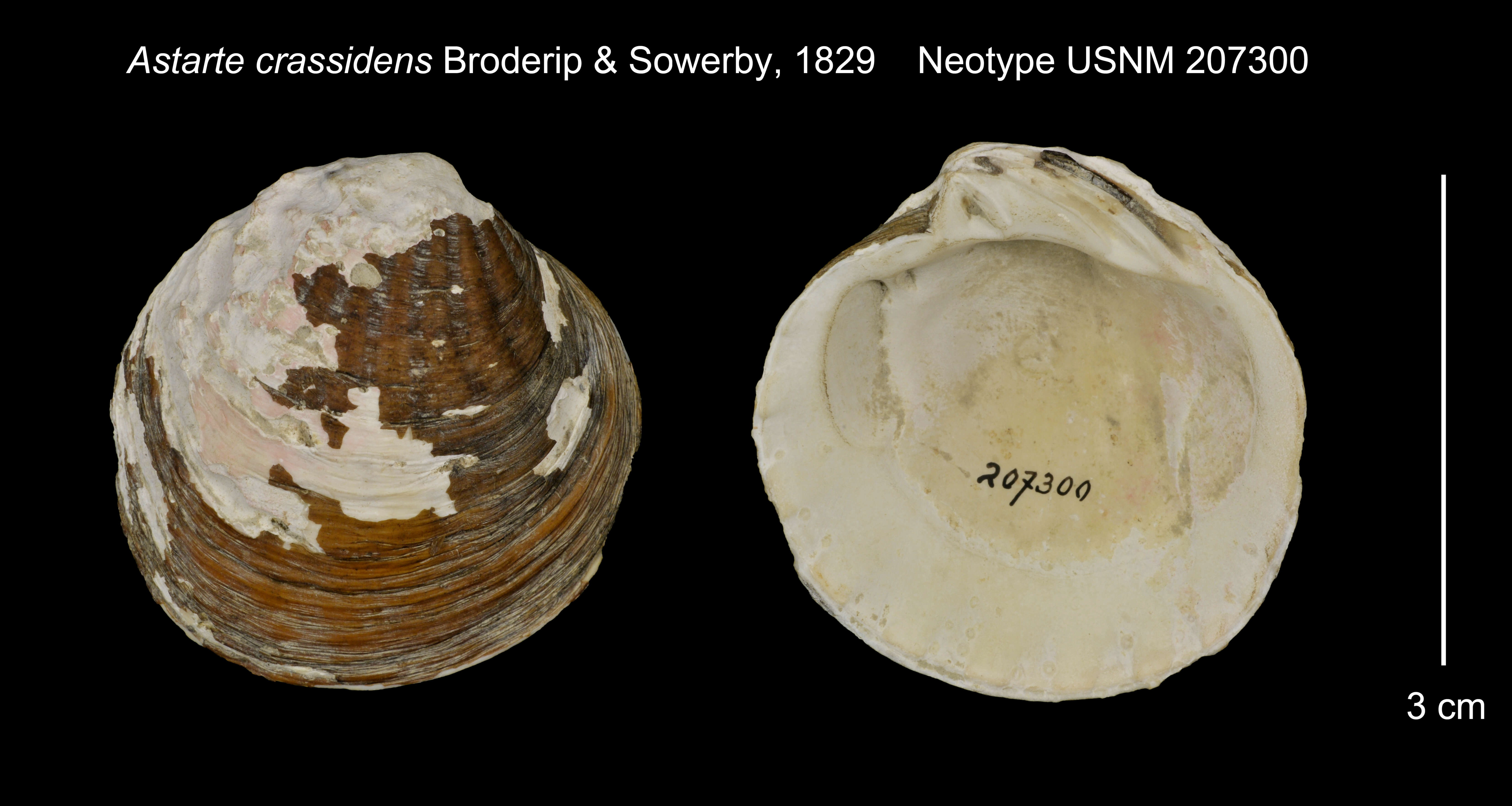 Image de Crassicardia crassidens (Broderip & G. B. Sowerby I 1829)