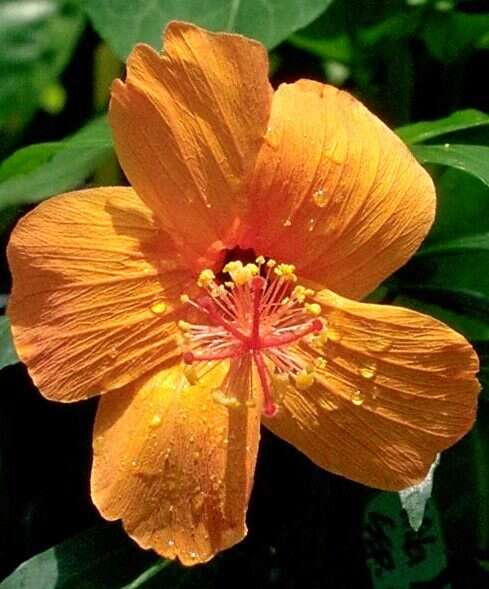 Image of Native Red Rose-Mallow