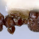 Image of Crematogaster brevispinosa striatinota Forel 1912