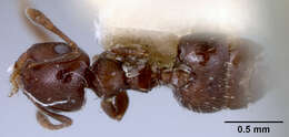 Image of Crematogaster brevispinosa striatinota Forel 1912