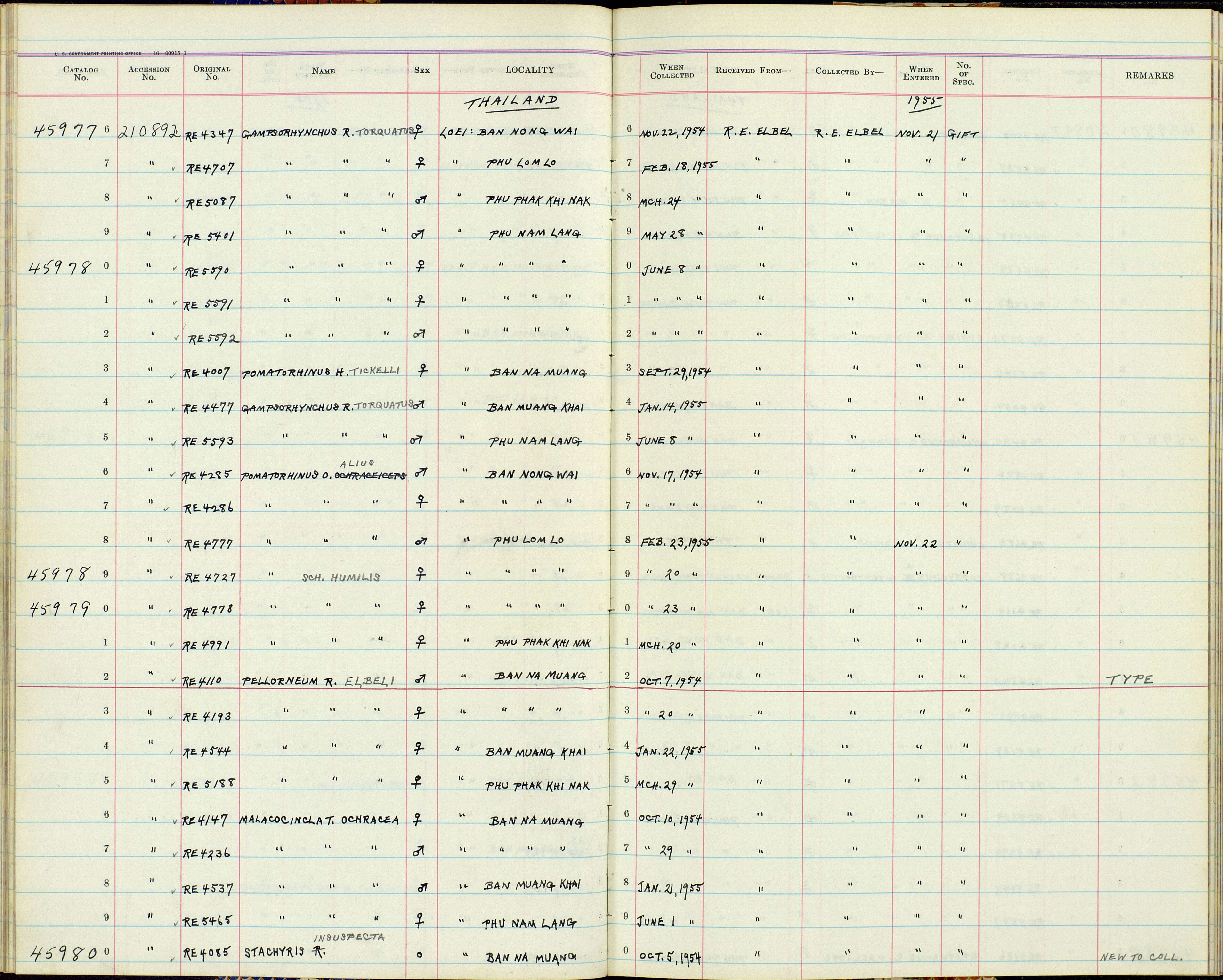 Sivun Gampsorhynchus Blyth 1844 kuva