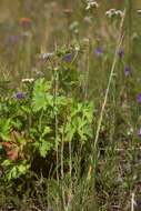 Trisetum spicatum (L.) K. Richt. resmi