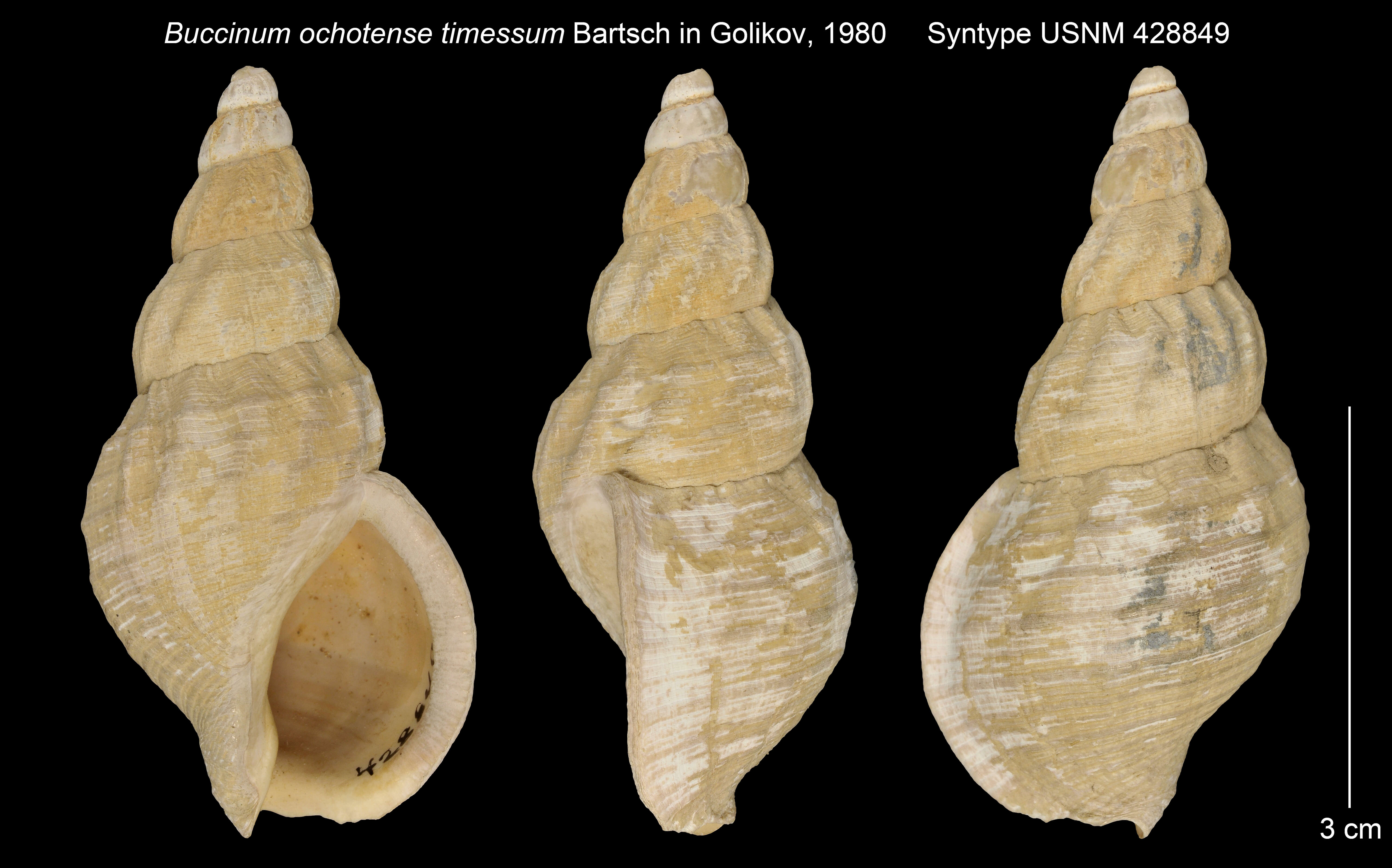 Image of Buccinum ochotense timessum Bartsch 1980