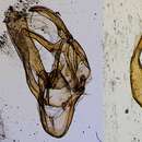 Image de Cacographis undulalis Schaus 1913