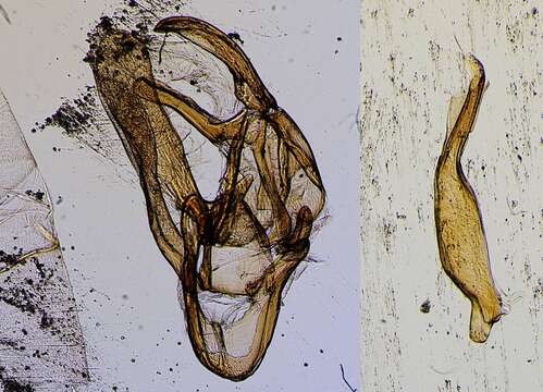 Image de Cacographis undulalis Schaus 1913