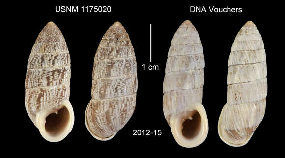 Image of Cerion tridentatum costellata