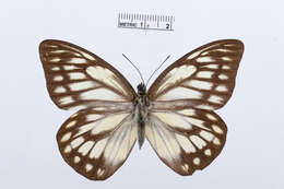 Image of Prioneris thestylis (Doubleday 1842)