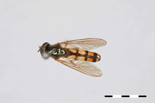 Image of Platycheirus scambus (Staeger 1843)