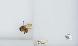 Imagem de Bombus diversus Smith 1869