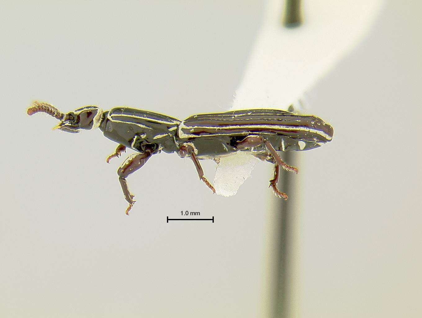 Image of Clinidium (Clinidium) kochalkai R. T. & J. R. Bell 1985