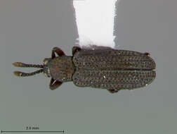 Imagem de Glyphuroplata anisostenoides E. Riley 1985