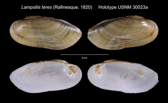 Imagem de Lampsilis teres (Rafinesque 1820)