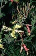 Imagem de Oenothera anomala Curt.