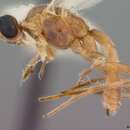 Image of Aleiodes buoculus Marsh 1989