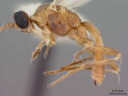 Image of Aleiodes buoculus Marsh 1989