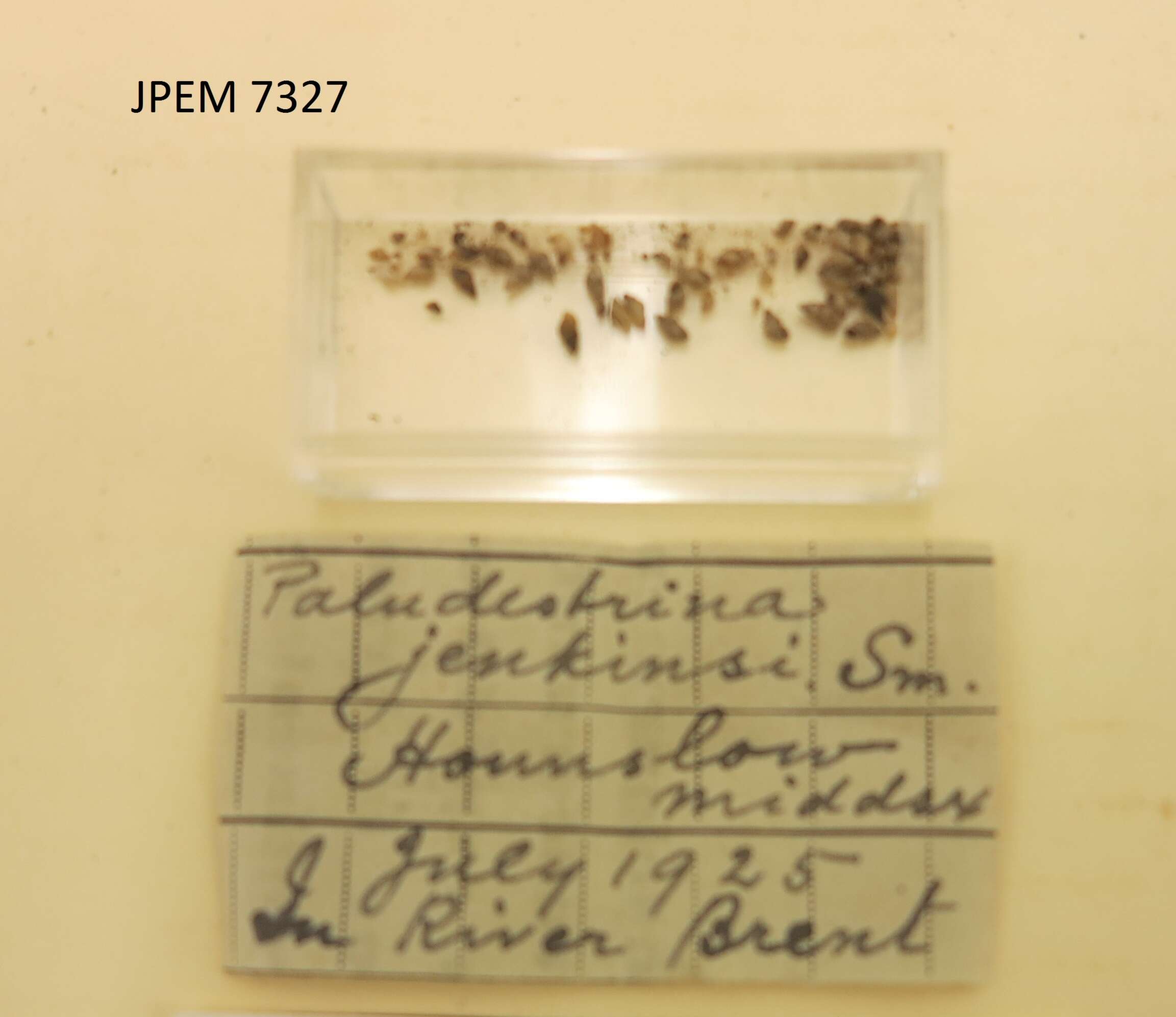 Image of Potamopyrgus antipodarum (J. E. Gray 1843)