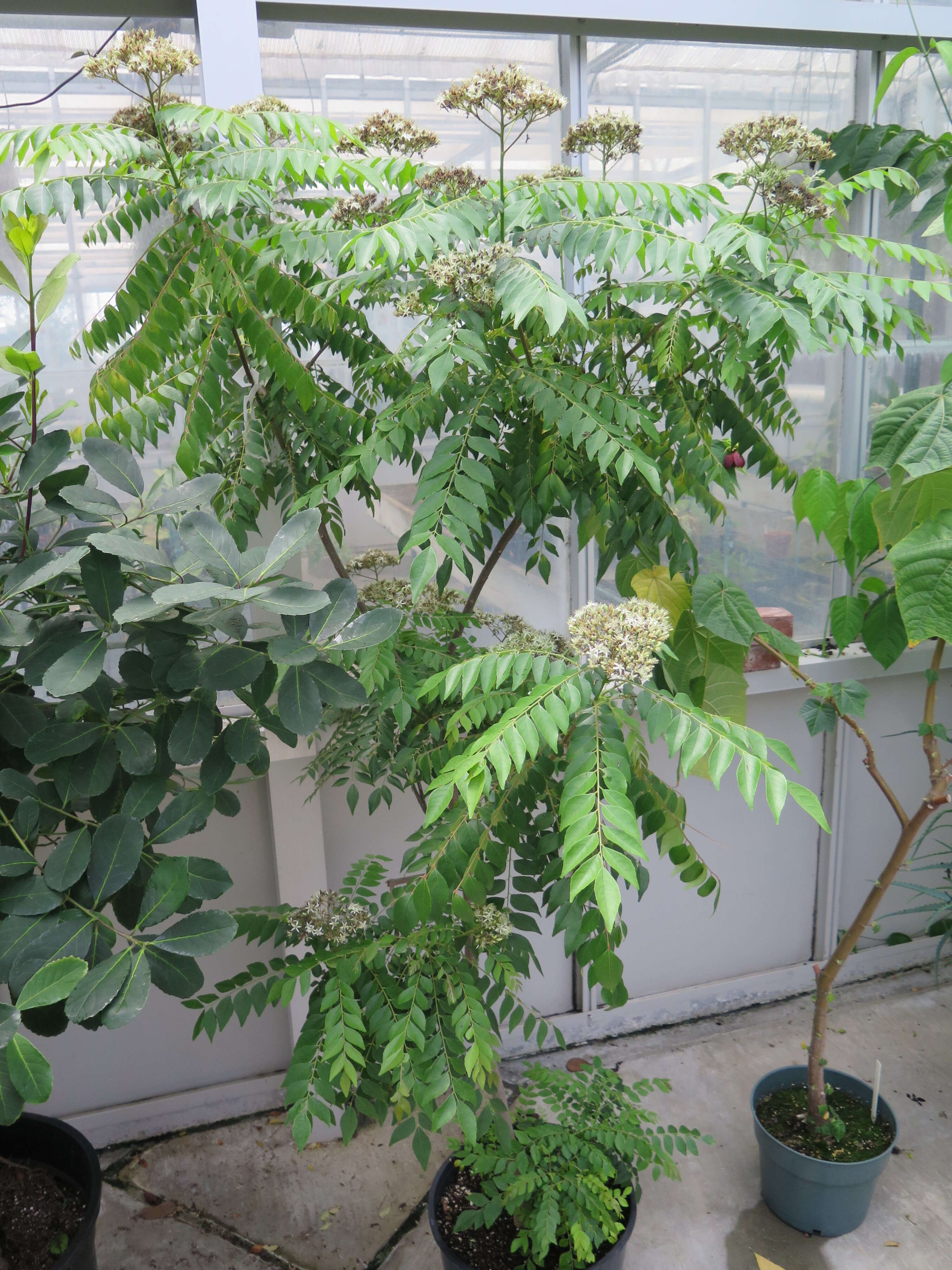 Image of curryleaftree