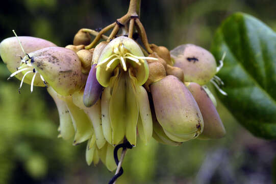 Image of oxeye bean