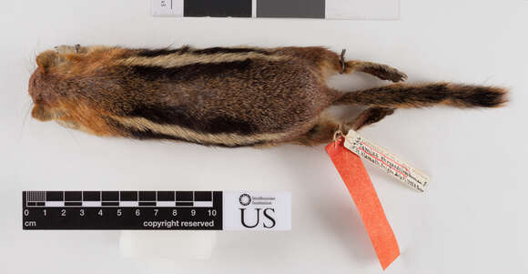 Image of Sierra Golden-mantled Ground Squirrel