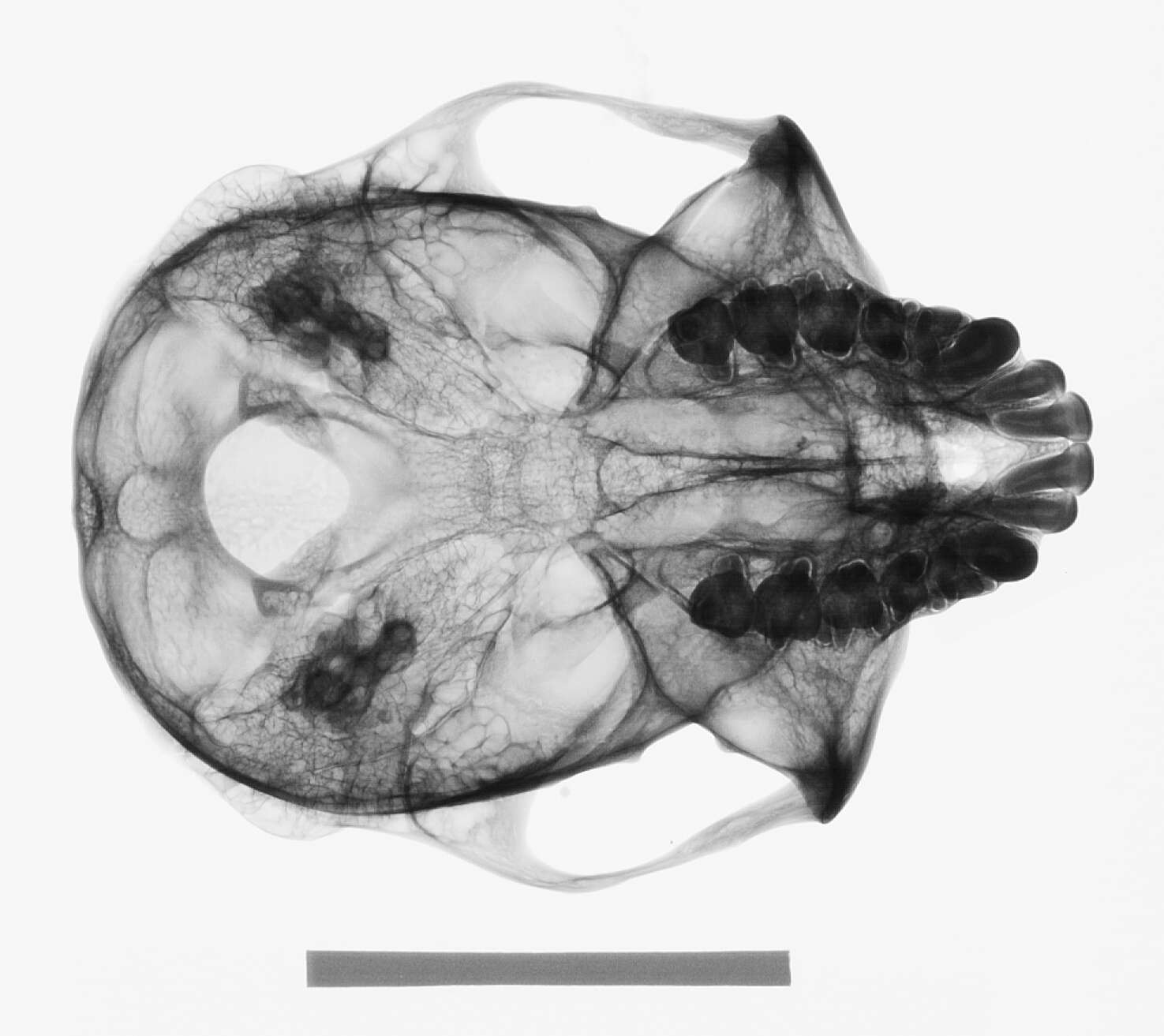 Image of Trachypithecus cristatus cristatus (Raffles 1821)