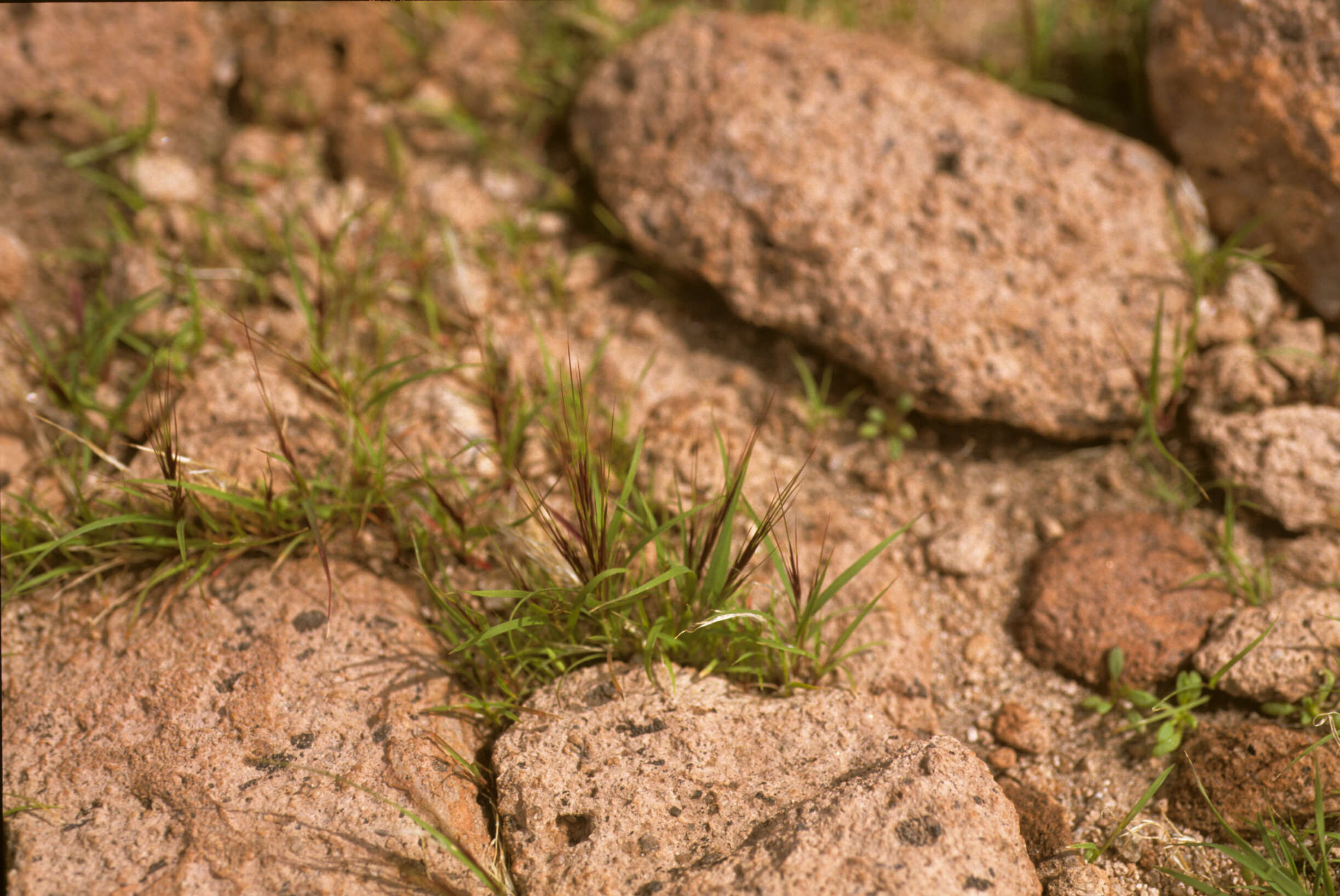 Aristida adscensionis L. resmi