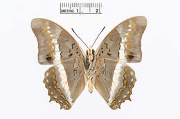 Imagem de Charaxes hildebrandtii Dewitz 1879