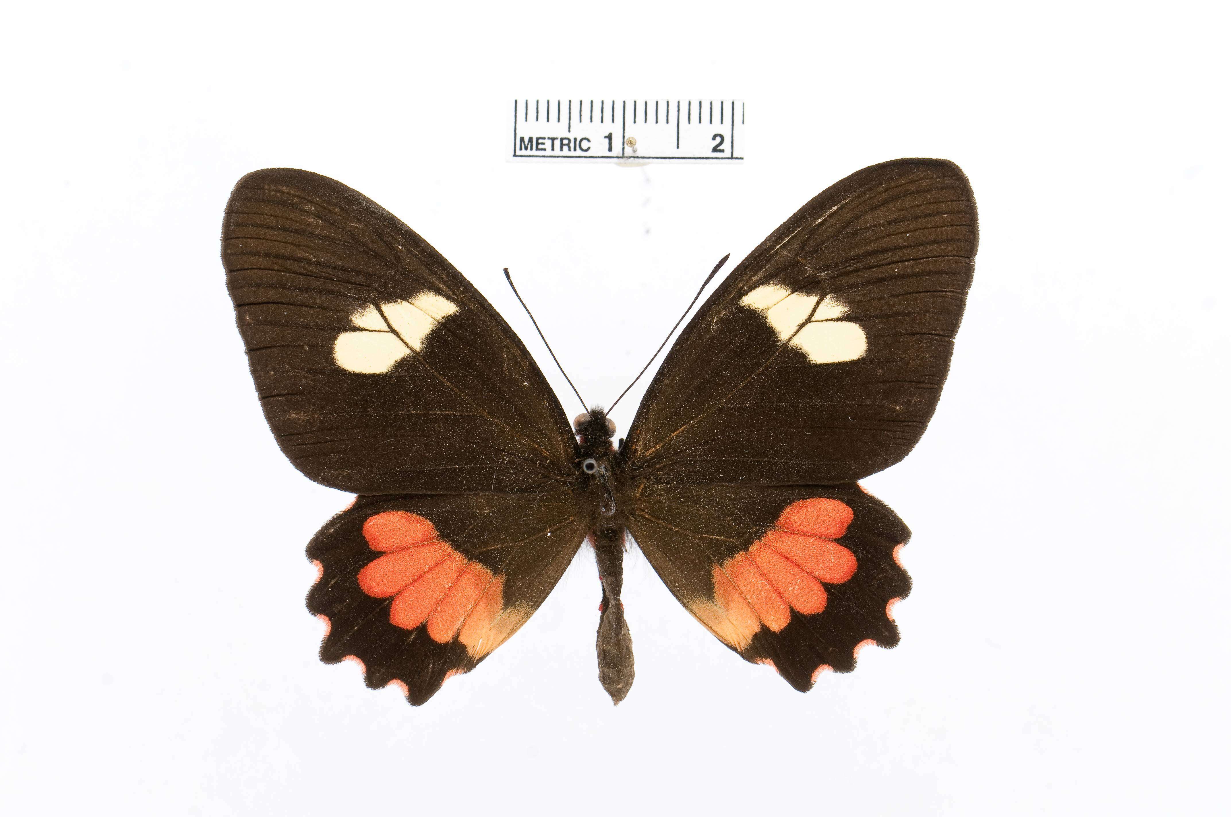 Image of Parides eurimedes (Stoll 1782)