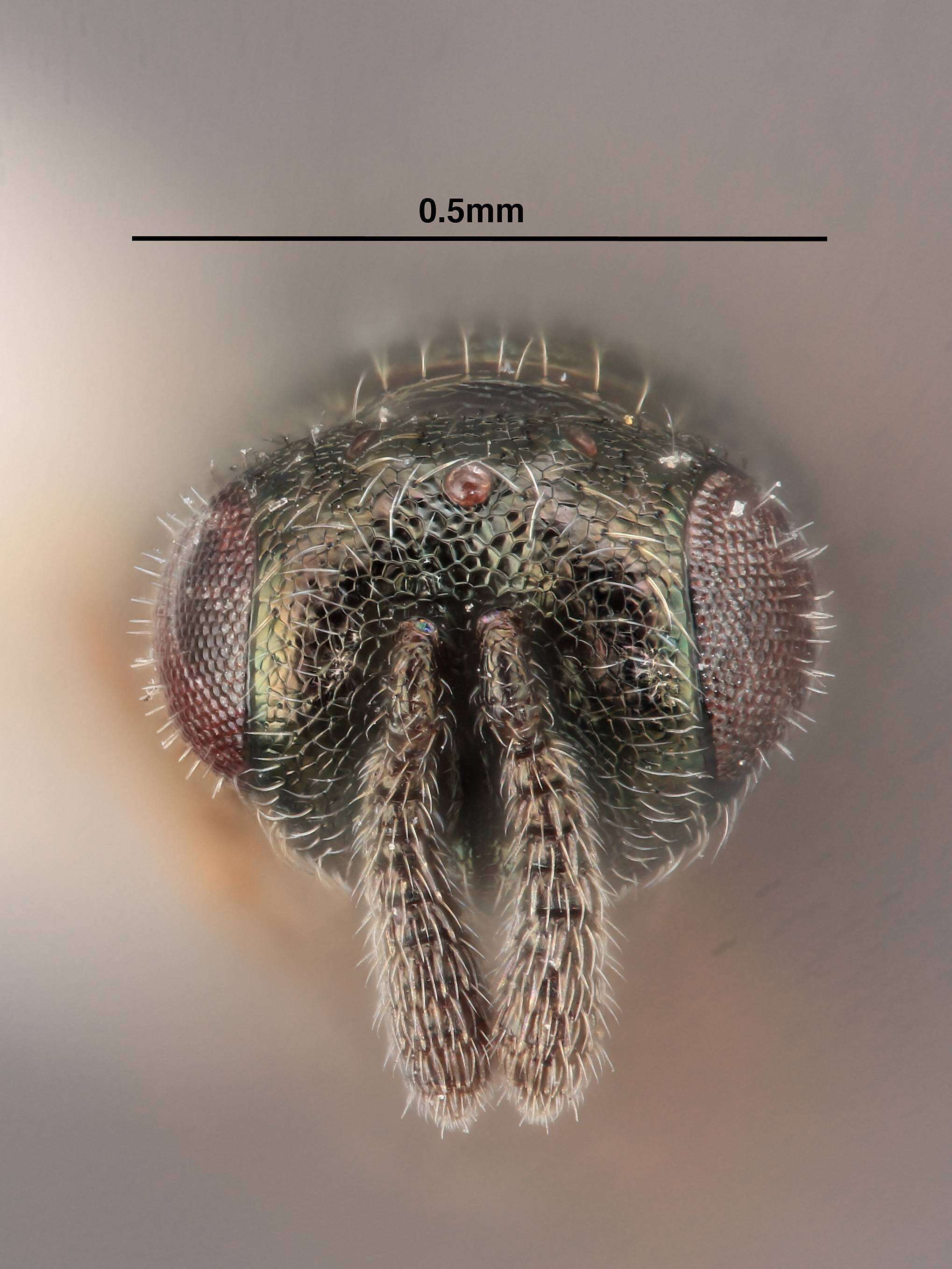 Image de Cyrtogaster reburra Heydon 1989