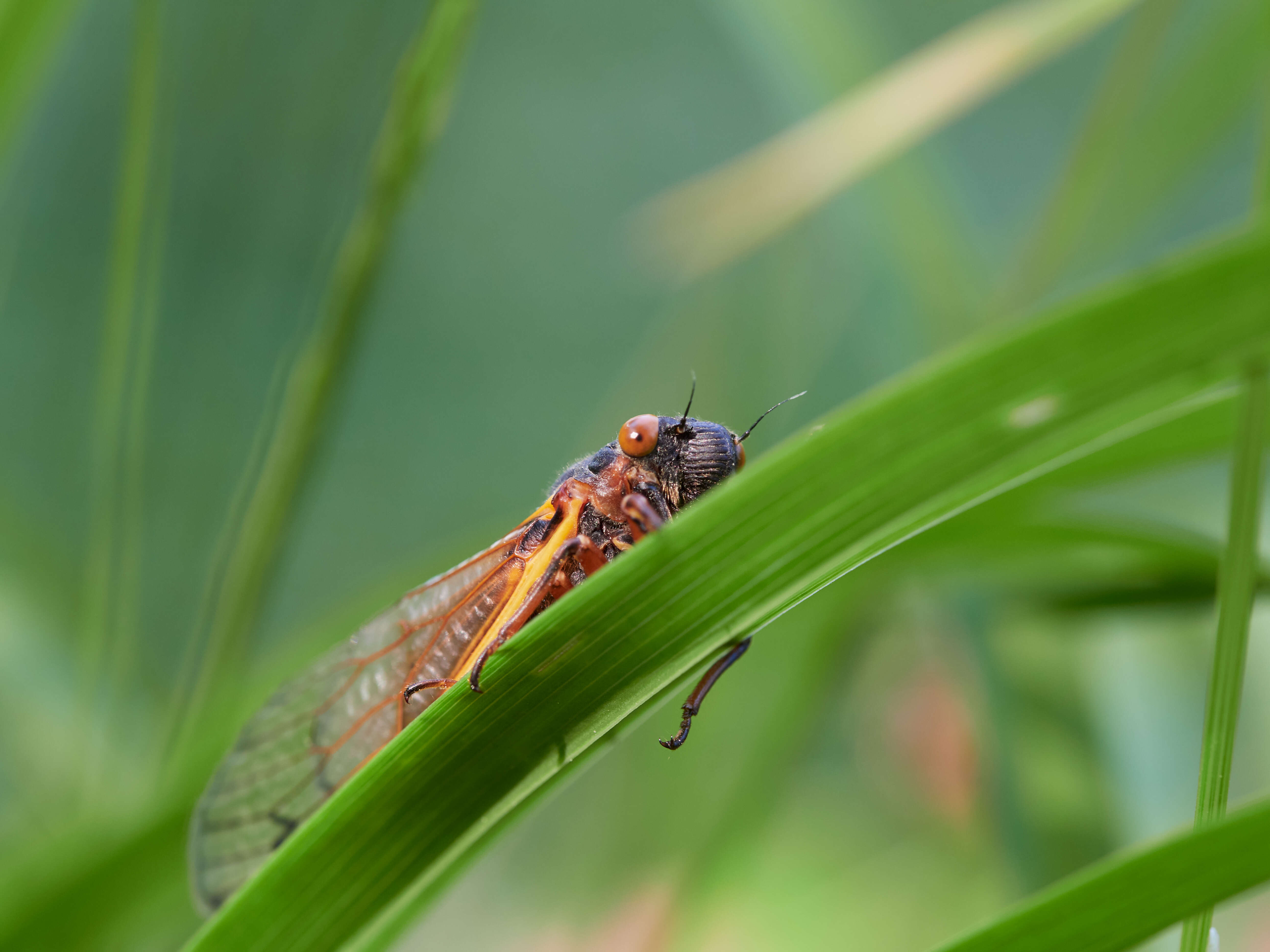 Image of Decim Periodical Cicada