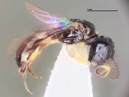 Image of Crossocerus weeratungei Leclercq 1986